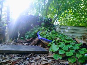 サンタアナにあるTiny home hexagonal de barro y techo vivoの地面に青鉢を置いた庭園
