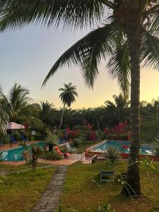 a resort with a palm tree and a swimming pool at Residence Las Lajas in Las Lajas