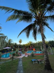 een palmboom naast een zwembad bij Residence Las Lajas in Las Lajas