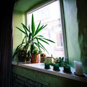 une fenêtre avec des plantes et des bougies sur un rebord de fenêtre dans l'établissement Kabina, à Pakruojis