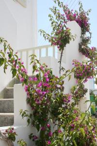 a bunch of purple flowers on a stair case at Korali Hotel in Antiparos Town +11 photos