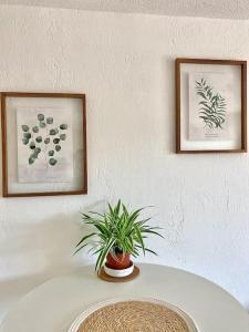 two framed pictures on a wall with a potted plant at Studio apartment Fréjus in Fréjus