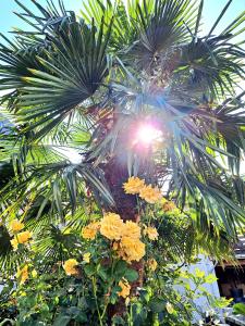a palm tree with yellow flowers in front of it at Art & Living Apartment in Schoneck