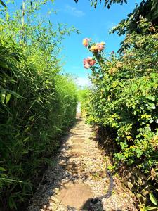 a path through a field of plants with flowers at Art & Living Apartment in Schoneck