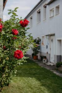 un arbusto de rosas rojas delante de una casa en Ferienwohnung Morgensonne, en Schützen am Gebirge