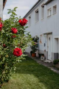 A garden outside Ferienwohnung Morgensonne