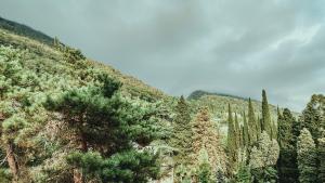 a forest of pine trees on a hillside with a sky at Парк СПА Отель Нарт in Gagra