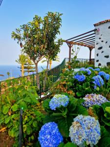 un jardín con flores azules frente a un edificio en Casita Canaria con Vista en Breña Baja