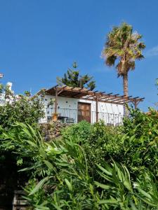 una casa en la cima de una colina con una palmera en Casita Canaria con Vista en Breña Baja