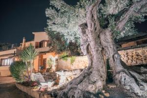 a large uprooting tree in front of a building at villa palmi in Agrigento