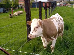 une vache brune et blanche debout à côté d'une clôture dans l'établissement A la campagne, au calme, à Montérolier