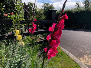 Jardín al aire libre en Boutique En-Suite Bedroom Cork