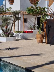 a swimming pool with a cactus and potted plants at La Maison des Vagues in Sidi Kaouki