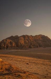 Una luna sobre una montaña con un caballo en el desierto en Wadirum Zeid camp, en Wadi Rum