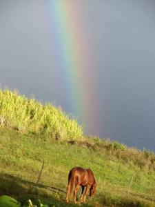 a brown horse grazing on a grassy hill at Waipio Studio Apartment in Kukuihaele