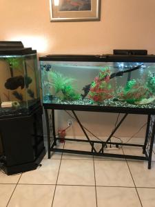 a aquarium with a fish and other fishes in it at Cozy Guest House Florida, Tamarac in Tamarac