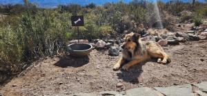 a dog laying on the ground next to a bowl at La Calma Ecolodge in Las Heras