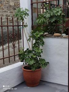 a plant in a pot sitting next to a window at Vicky's House in Kymi