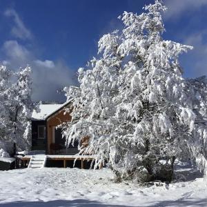 un árbol cubierto de nieve frente a una casa en Piedra Nevada, en Malalcahuello