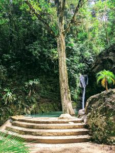 um conjunto de escadas com uma árvore e uma cascata em Hotel Rivel - Restaurant & Nature Retreat em Turrialba