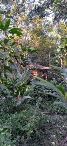 un grupo de plantas y árboles en un bosque en Chalé O Canto dos Pássaro en Parati