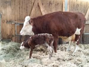 a cow and a calf eating hay in a barn at Ferienwohnungen Karle in Künzelsau