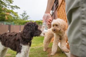 eine Person, die einem Hund eine Flasche Wasser gibt in der Unterkunft Gramercy Village 山中湖 Glamping &Sauna in Yamanakako