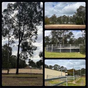 a group of four pictures of a tree and a fence at Caballo Retreat Cottage in Bargo