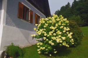 un arbusto de flores frente a un edificio en Ferienhaus Masser, 