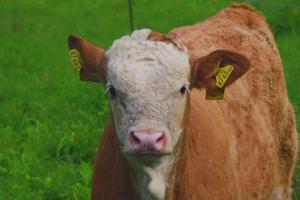 a brown and white cow with tags in its ears at Ferienhaus Masser in Mainsdorf