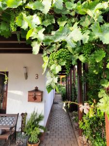 een loopbrug met groene planten en een bos druiven bij Ferienwohnung Weingarten 