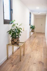 a hallway with two potted plants on a table at Hotel Kavala in Lohmar