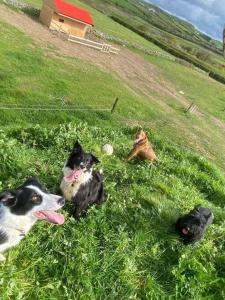 four dogs laying in the grass in a field at Island View Apartment in Droíchead an Chláir