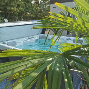 a palm tree in front of a swimming pool at Feriendomizil Schleich am Steinriegl in Bad Gleichenberg