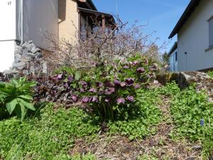 un jardín con flores púrpuras frente a un edificio en Ferienwohnung Schanbacher, en Beerfelden