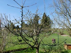 Ein Baum auf einem Feld mit einem Haus im Hintergrund in der Unterkunft Ferienwohnung Schanbacher in Beerfelden