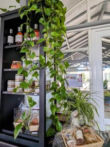 una planta colgando de un estante en una tienda en Logis Auberge du Relais, en Berenx