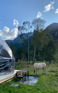 a white horse eating grass next to a tent at Olden Glamping - One with nature in Stryn +12 photos