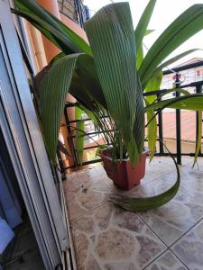 una planta en una olla roja en un balcón en Rozy homes Jinja, en Jinja