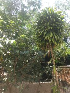 un montón de plátanos colgando de un árbol en Quarto Casal privativo em apartamento, en Salvador