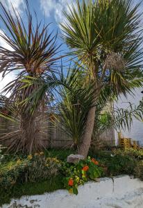 two palm trees in a garden with flowers at Britannia House Vintage B&B Cornwall in Helston