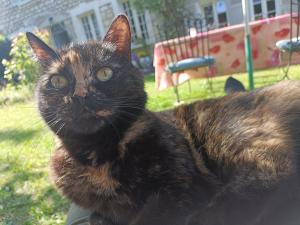 Eine schwarze Katze, die auf einem Tisch im Gras liegt. in der Unterkunft Avenue du Château in Saint-Just