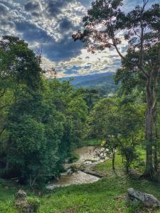 um rio no meio de uma floresta com árvores em Cielo Abierto Glamping em San Gil