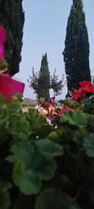 Vonkajšia záhrada v ubytovaní I Salici Agriturismo