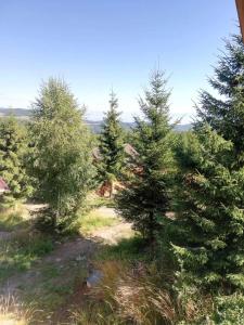 a group of pine trees in a field at Casa Fresh in Sântimbru-Băi