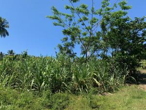 Um jardim no exterior de Green Queendom Farm and Lodging