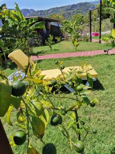 un jardín con una silla y algunas plantas en el césped en Arlin Bungalows, en Kemer