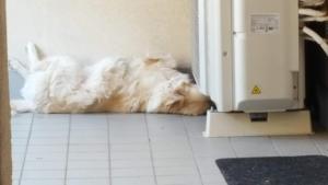 un perro blanco durmiendo en el suelo junto a una puerta en Stanza Singola - Certosa en Milán