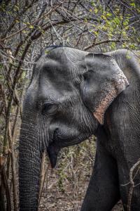 un primer plano de un elefante parado junto a un árbol en Village Mango Resort Yala, en Tissamaharama