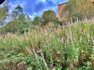 a field of tall grass with a building in the background at Pleta de Soldeu 345 hasta 4 personas. in Canillo